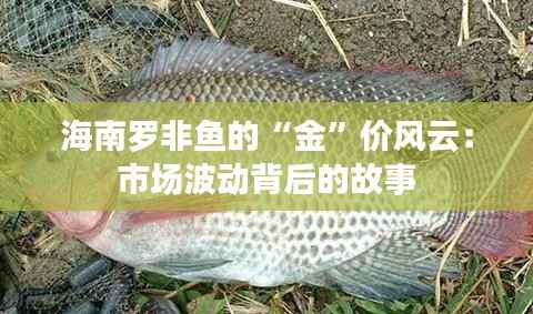 海南罗非鱼的“金”价风云:市场波动背后的故事