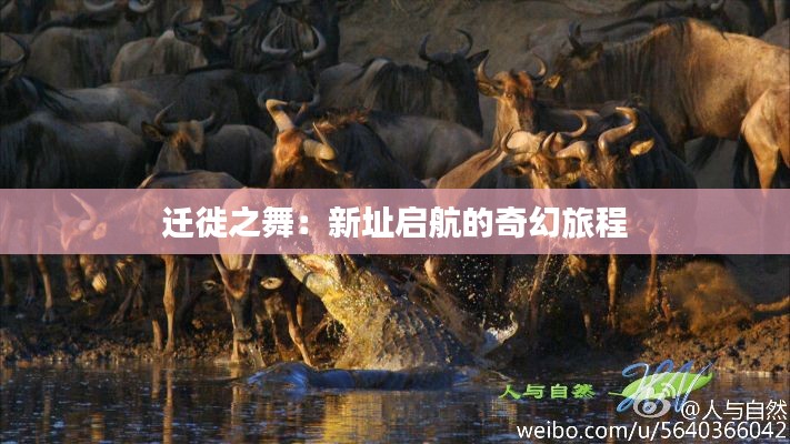 迁徙之舞:新址启航的奇幻旅程