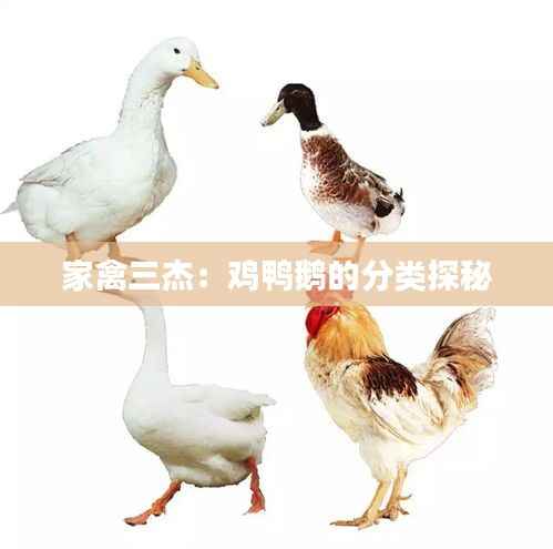 家禽三杰:鸡鸭鹅的分类探秘