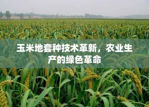 玉米地套种技术革新,农业生产的绿色革命