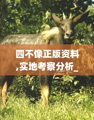 四不像正版资料,实地考察分析_eShop2.763