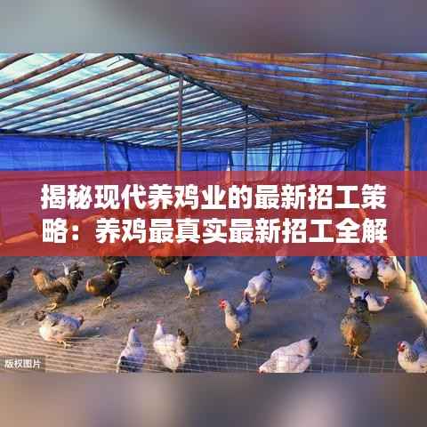 揭秘现代养鸡业的最新招工策略:养鸡最真实最新招工全解析