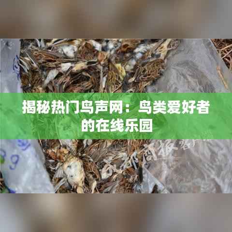 揭秘热门鸟声网:鸟类爱好者的在线乐园
