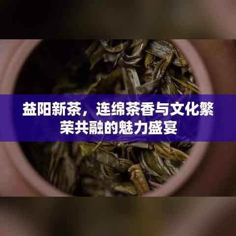 益阳新茶,连绵茶香与文化繁荣共融的魅力盛宴
