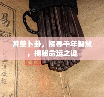 蓍草卜卦,探寻千年智慧,揭秘命运之谜