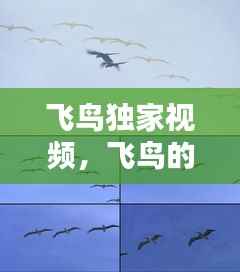 飞鸟独家视频,飞鸟的视频