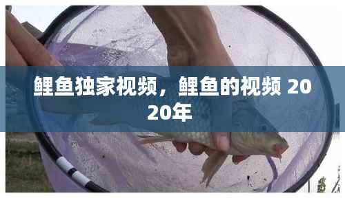 鲤鱼独家视频,鲤鱼的视频 2020年