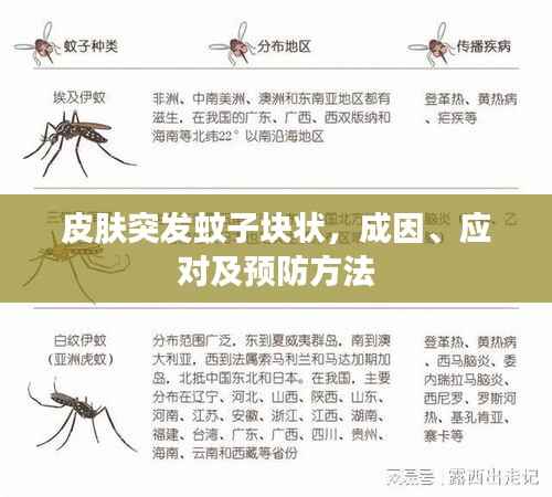皮肤突发蚊子块状,成因、应对及预防方法