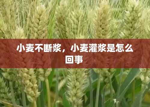 小麦不断浆,小麦灌浆是怎么回事