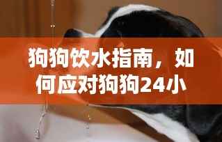 狗狗饮水指南,如何应对狗狗24小时不断水的情况?