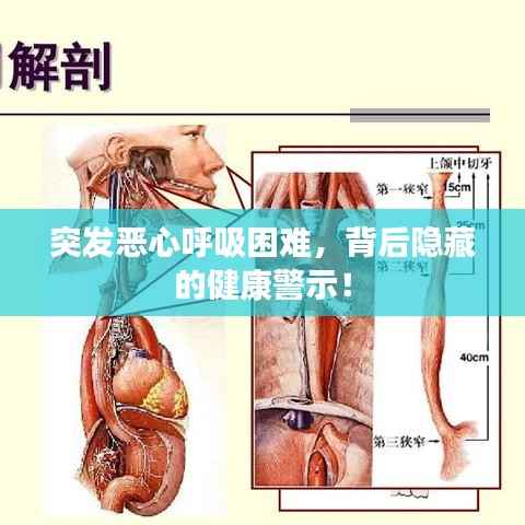 突发恶心呼吸困难,背后隐藏的健康警示!