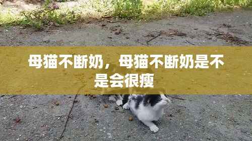 母猫不断奶,母猫不断奶是不是会很瘦