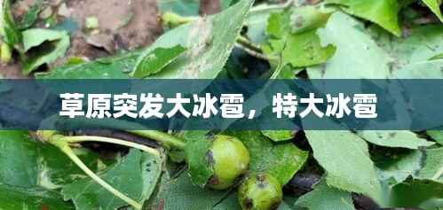 草原突发大冰雹,特大冰雹