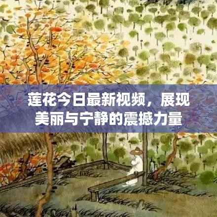 莲花今日最新视频,展现美丽与宁静的震撼力量