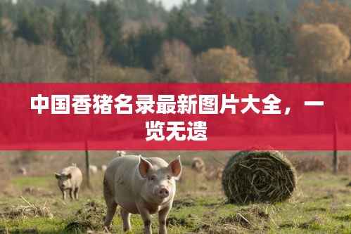 中国香猪名录最新图片大全,一览无遗
