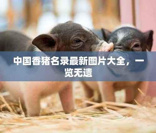 中国香猪名录最新图片大全,一览无遗
