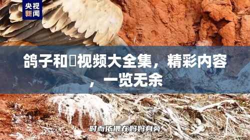 鸽子和珅视频大全集,精彩内容,一览无余