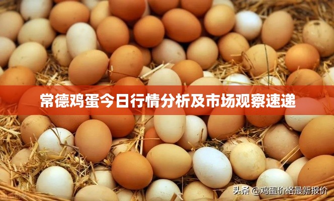常德鸡蛋今日行情分析及市场观察速递