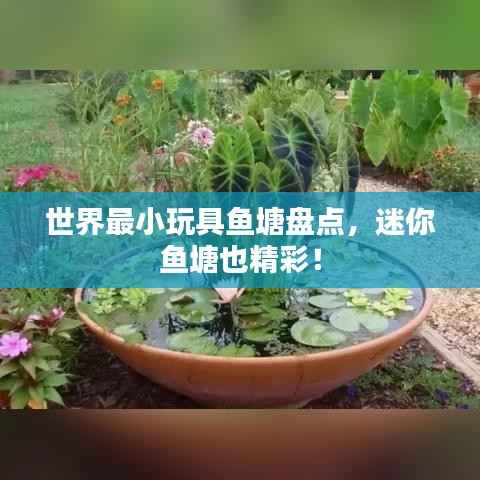 世界最小玩具鱼塘盘点,迷你鱼塘也精彩!