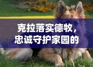 克拉落实德牧,忠诚守护家园的卫士