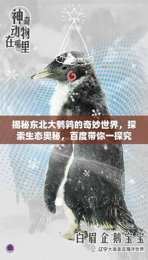 揭秘东北大鹌鹑的奇妙世界,探索生态奥秘,百度带你一探究竟!