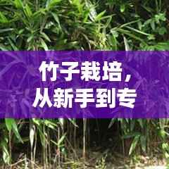 竹子栽培,从新手到专家的全方位教程