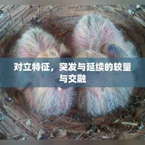 对立特征,突发与延续的较量与交融