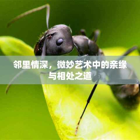 邻里情深,微妙艺术中的亲缘与相处之道