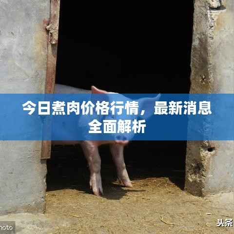 今日煮肉价格行情,最新消息全面解析