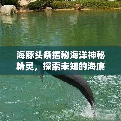 海豚头条揭秘海洋神秘精灵,探索未知的海底世界