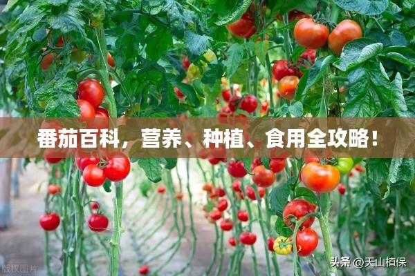 布衣蔬食 第2页