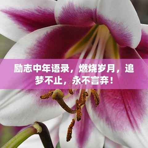 励志中年语录,燃烧岁月,追梦不止,永不言弃!