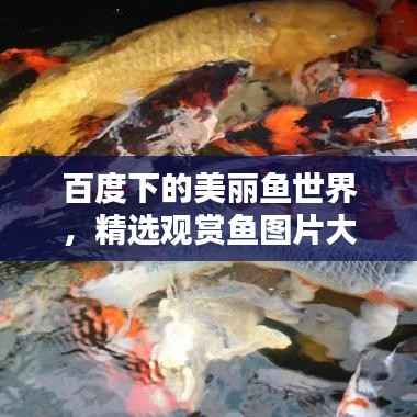 百度下的美丽鱼世界,精选观赏鱼图片大放送