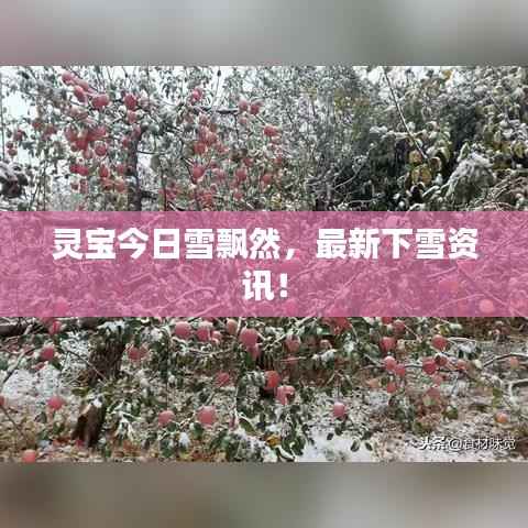 灵宝今日雪飘然,最新下雪资讯!