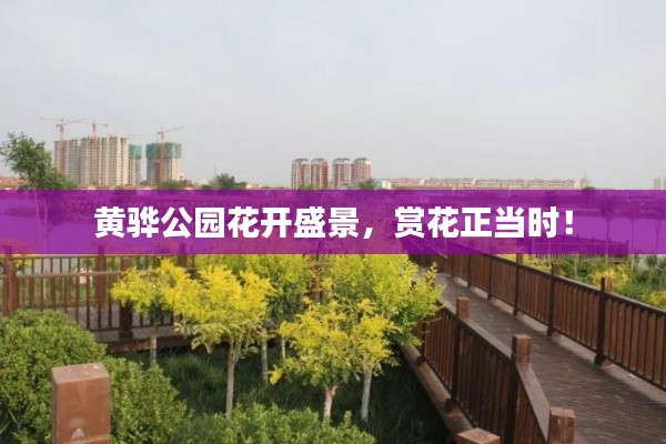 黄骅公园花开盛景,赏花正当时!