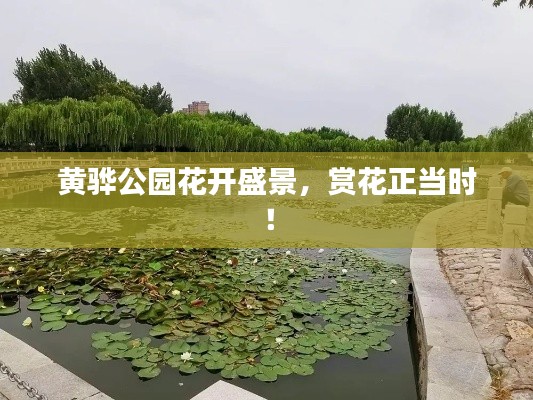 黄骅公园花开盛景,赏花正当时!