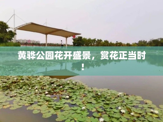 黄骅公园花开盛景,赏花正当时!