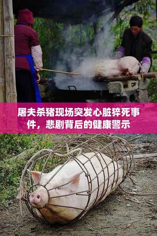 屠夫杀猪现场突发心脏猝死事件,悲剧背后的健康警示