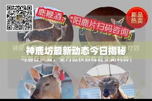 神鹿坊最新动态今日揭秘