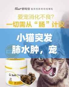 小猫突发肺水肿,宠物健康危机挑战主人智慧