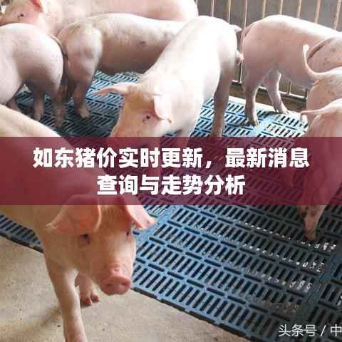 如东猪价实时更新,最新消息查询与走势分析