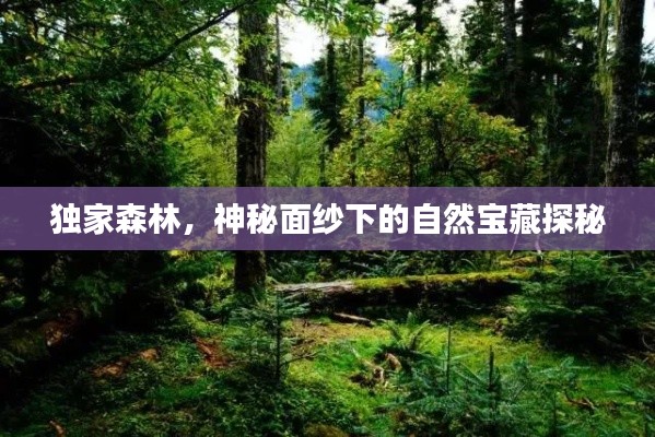 独家森林,神秘面纱下的自然宝藏探秘