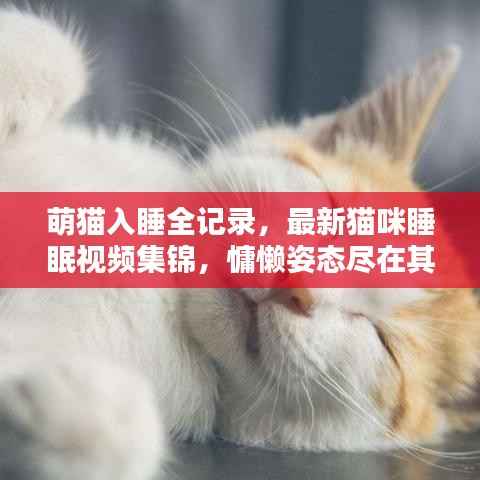 萌猫入睡全记录,最新猫咪睡眠视频集锦,慵懒姿态尽在其中