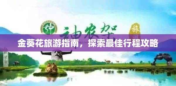 金葵花旅游指南,探索最佳行程攻略