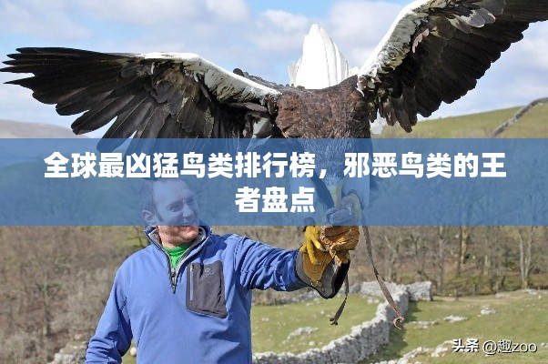 全球最凶猛鸟类排行榜,邪恶鸟类的王者盘点