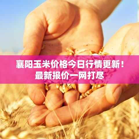 襄阳玉米价格今日行情更新!最新报价一网打尽