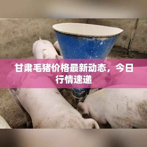 甘肃毛猪价格最新动态,今日行情速递