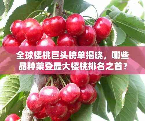 全球樱桃巨头榜单揭晓,哪些品种荣登最大樱桃排名之首?