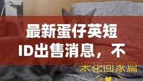 最新蛋仔英短ID出售消息,不容错过!