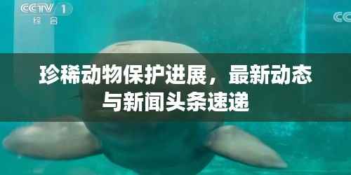 珍稀动物保护进展,最新动态与新闻头条速递